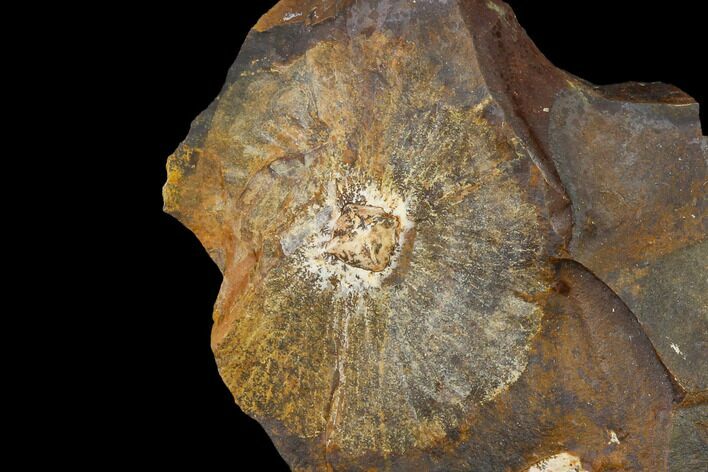 Fossil Winged Walnut (Juglandaceae) Fruit - North Dakota #133032